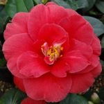 Camellia Japonica Adolphe Audusson