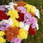 Chrysanthemum Decorative Mixed