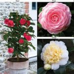 Camellia ‘Blooming Wonder’ – Gift