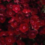 Dianthus Plants –  Rocking Red