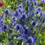 Sea Holly Blue Steel – Bare Roots
