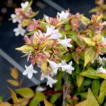 Abelia grandiflora ‘Francis Mason’