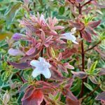 Abelia grandiflora ‘Sparkling Silver’