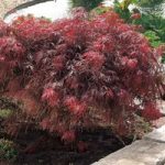 Acer palmatum Plant – Garnet