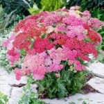 Achillea Plants – Summer Pastels
