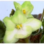Saintpaulia Plant – Emerald Love