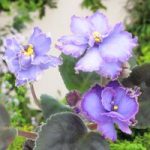 Saintpaulia Plant – Blue Dragon