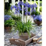 Agapanthus Plant – Ever Sapphire