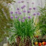 Herb Plant – Allium Quattro