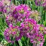 Allium Plants – Lavender Bubbles
