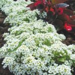 Alyssum Seeds – Snow Carpet (Improved Strain)