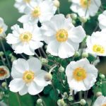 Anemone Plant – Honorine Jobert