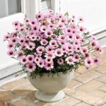 Argyranthemum Plant – Grandaisy Pink