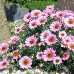 Argyranthemum Plants – Sherbert Frost Pink