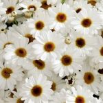 Argyranthemum Plant – White