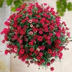 Argyranthemum Plant – Ruby