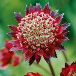 Astrantia Potted Plant – Moulin Rouge