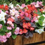 Begonia Plants – F1 Devils Delight Mixed