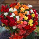 Begonia Plants – Illumination Mixed