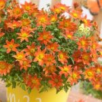 Bidens Plants – Beedance Orange Splash