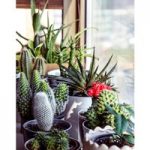 Houseplant Seeds – Urban Cactus Collection