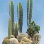 Cactus Seeds – Prickly Characters