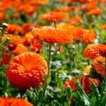 Calendula Seeds – Orange King
