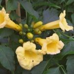Campsis radicans Plant – ‘Flava’