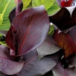 Canna Plant – Tropicanna Black
