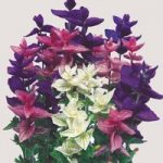 Salvia horminum Seeds – Bouquet Mix