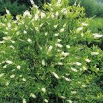 Clethra alnifolia Plant – Hummingbird