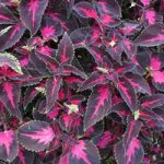Coleus Plant – Scarlet Ribbon