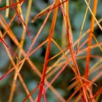 Cornus sanguinea Plant – ‘Anny’s Winter Orange’