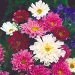 Cosmos Seeds – Double Click