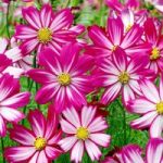 Cosmos Seeds – Red Stripe