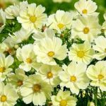 Cosmos Seeds – Xanthos