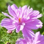 Cosmos Seeds – Fizzy Pink