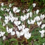 Cyclamen hederifolium Alba