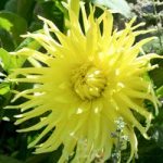 Dahlia Plant – Yellow Star