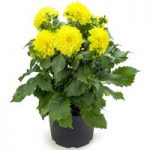 Dahlia Plant – LaBella® Maggiore Yellow