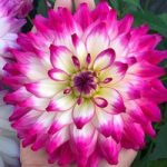 Dahlia Plant – LaBella® Maggiore Rose Bicolour