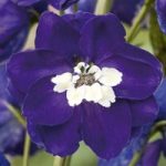 Delphinium Plant – Magic Fountains Dark Blue White Bee