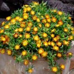 Delosperma Plant – Wheels Of Wonder Orange Wonder