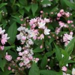 Deutzia Plant – Yuki Cherry Blossom Proven Winners®