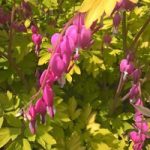 Dicentra Plant – Goldheart