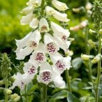 Digitalis Plant – Dalmatian White