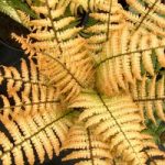 Dryopteris wallichiana Potted Plant – Jurassic gold