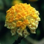 Edgeworthia chrysantha Plant