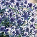 Eryngium Plants – Blue Hobbit
