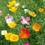 Poppy Californian Seeds – Vivid Mix